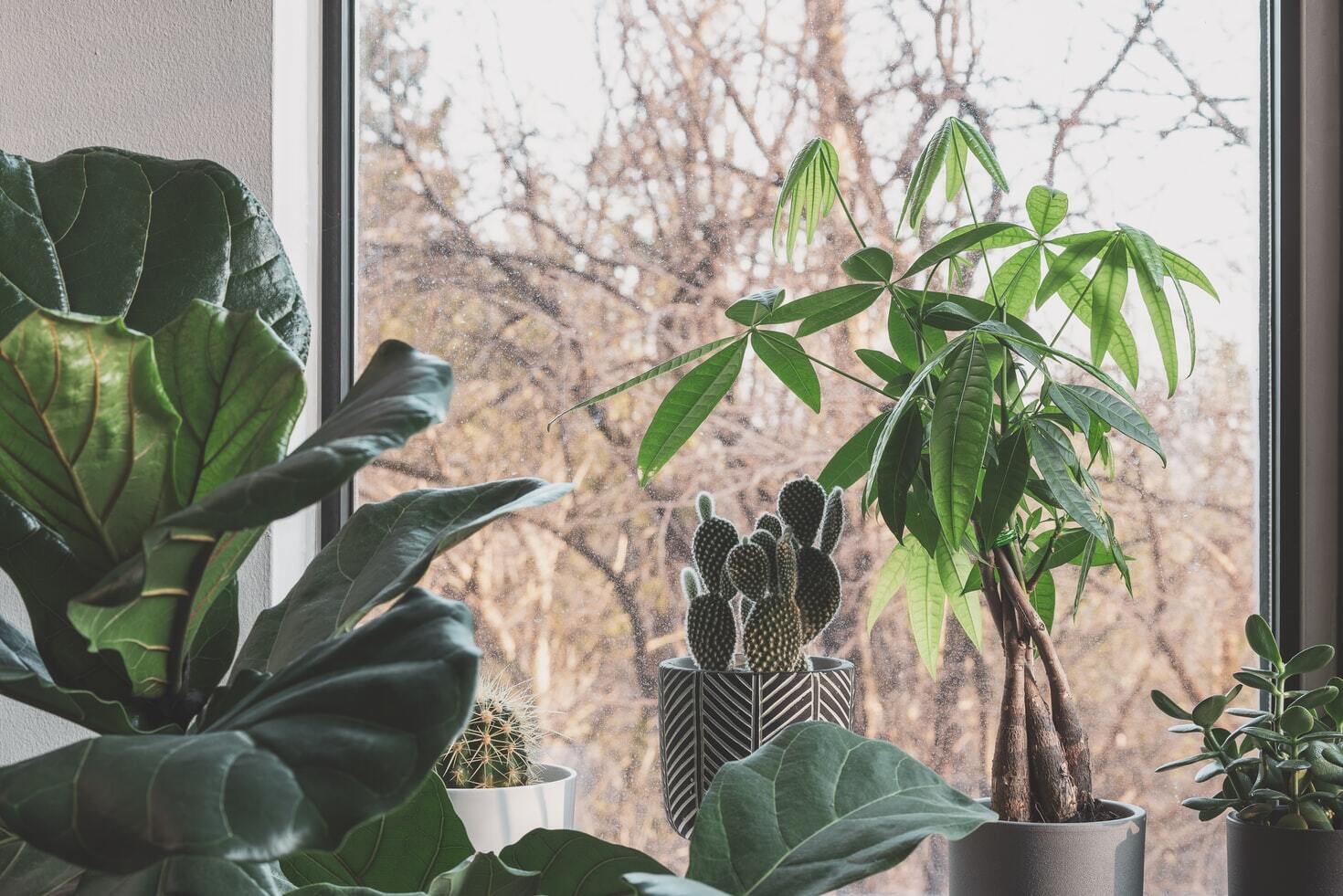 6 Lucky Plants for Lunar New Year