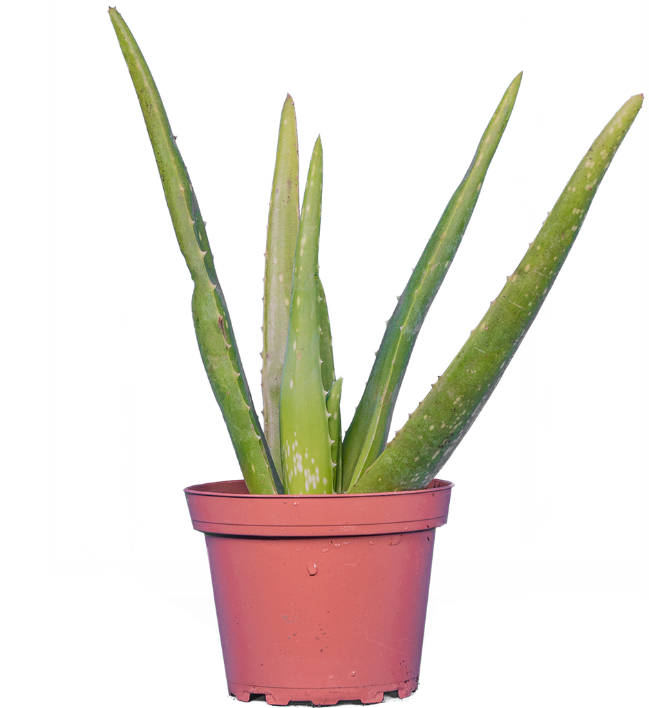 Aloe Vera (S)