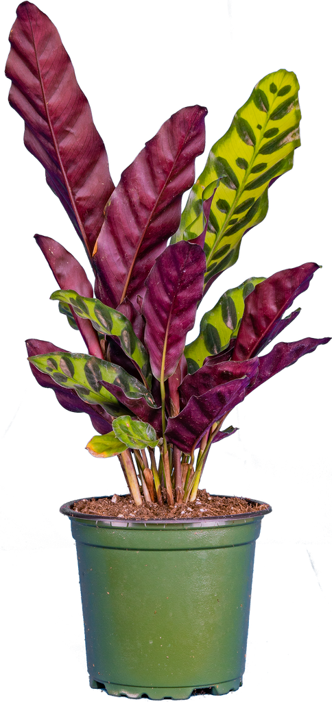 Calathea Lancifolia | Rattlesnake (S)