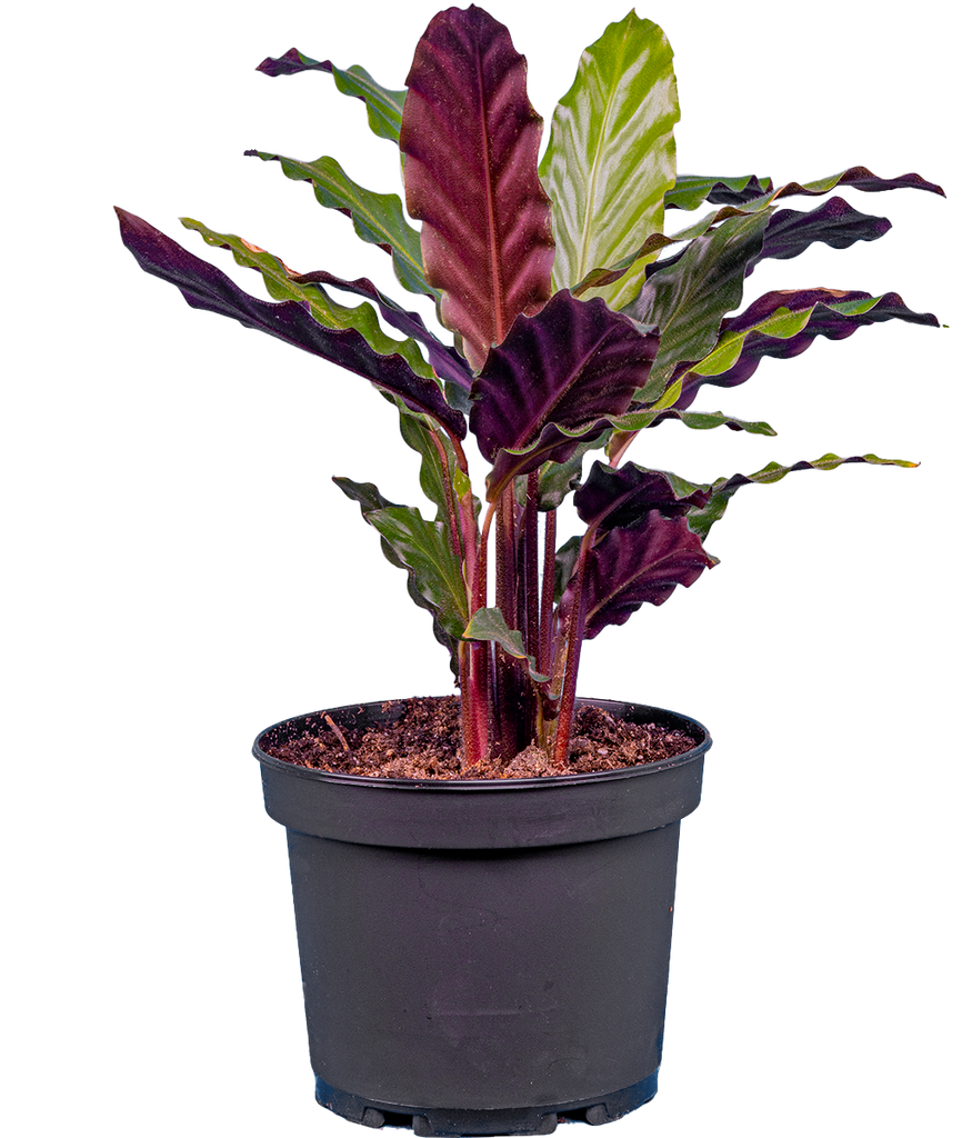 Calathea Rufibarba (M)