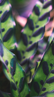 inspiratie-3