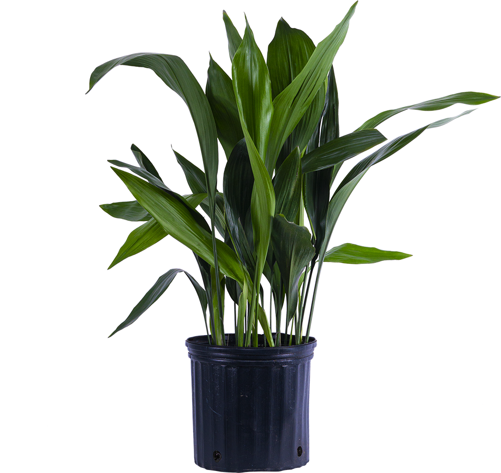 Aspidistra | Cast Iron Plant (XL)