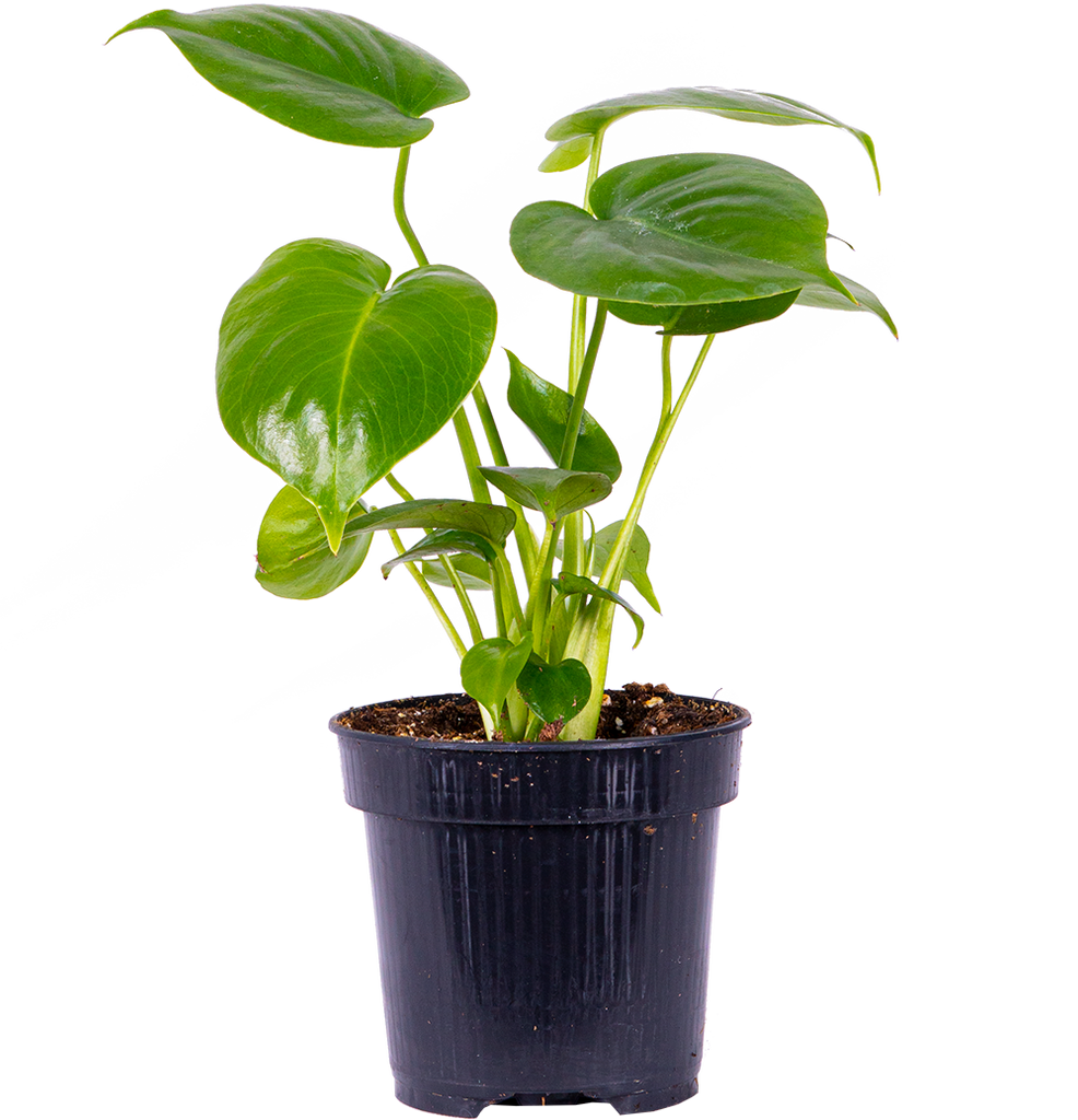 Monstera Deliciosa (S) | Swiss Cheese Plant