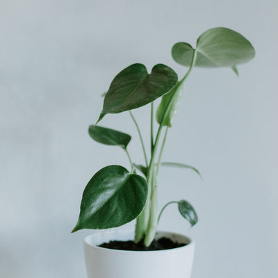 inspiratie-2