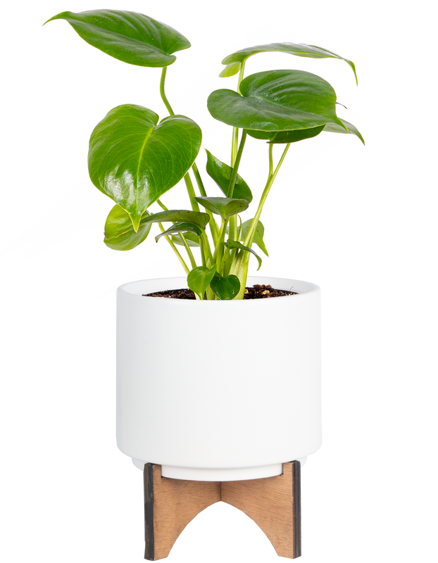 Monstera Deliciosa (S) | Swiss Cheese Plant