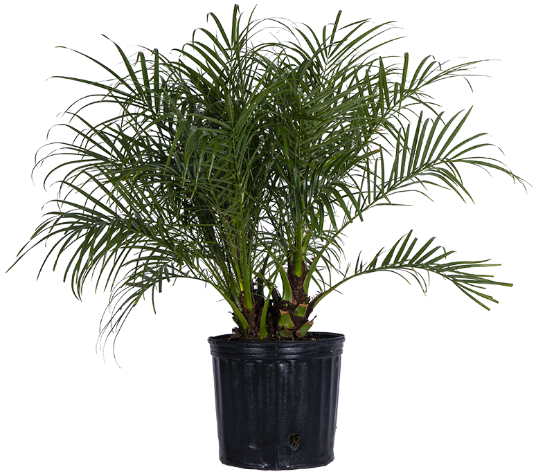 Pygmy Date Palm (XL)