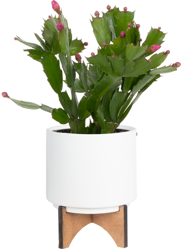 Schlumbergera Truncata |  Zygo Holiday Cactus (S)