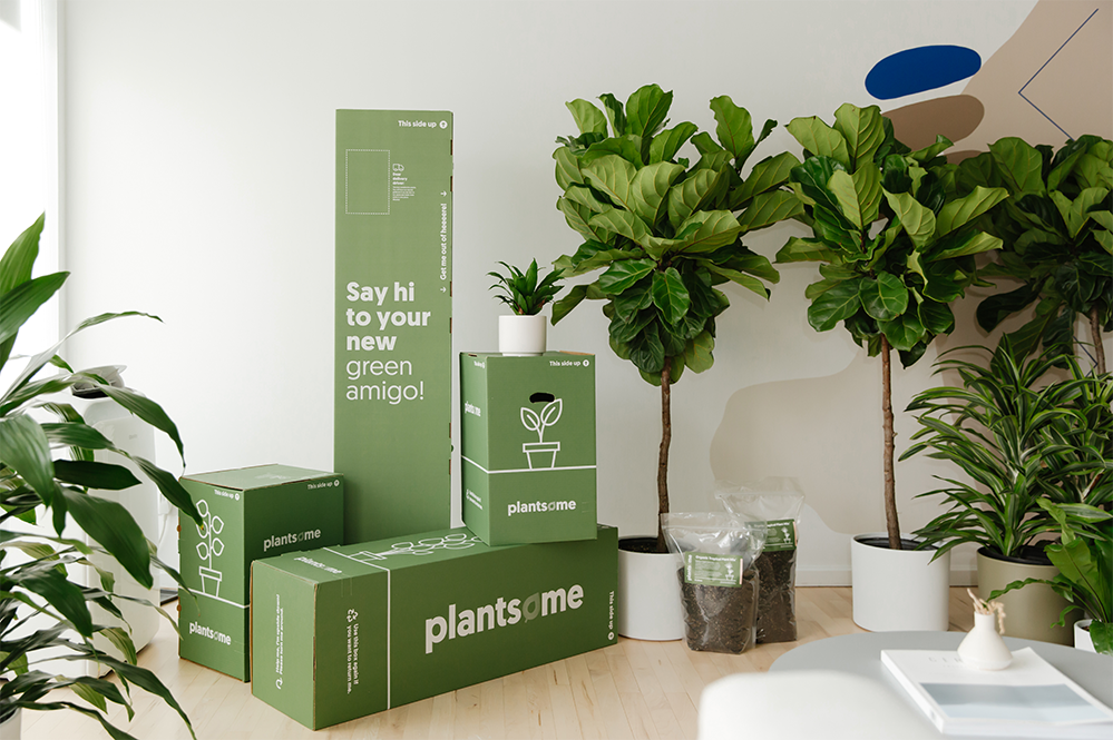 Battling the Winter Weather: How We Deliver Your Houseplants Safely