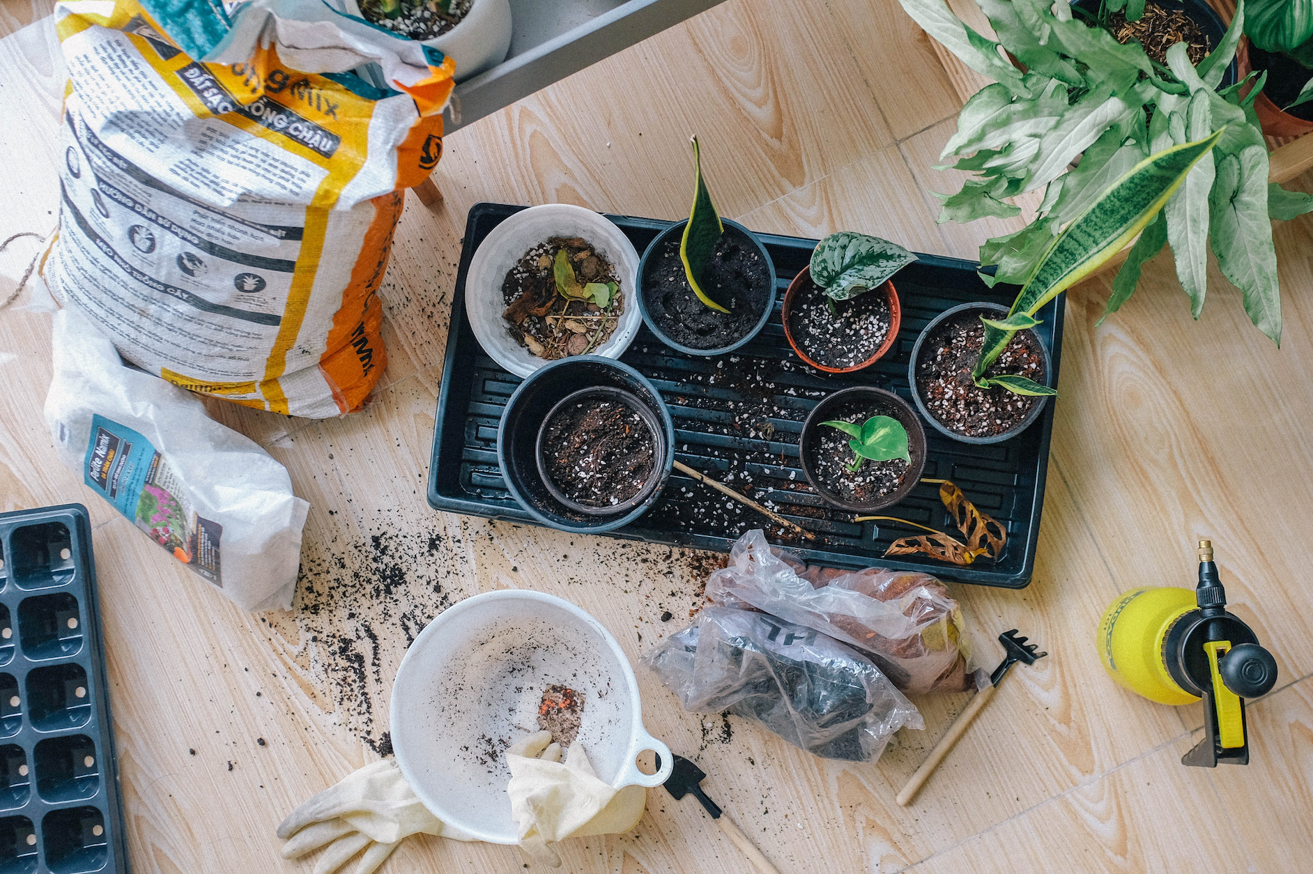 All about plant propagation