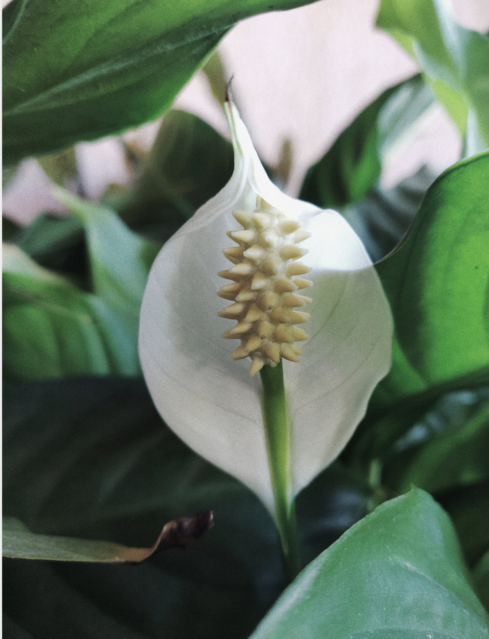 Plant Spotlight: Peace Lily