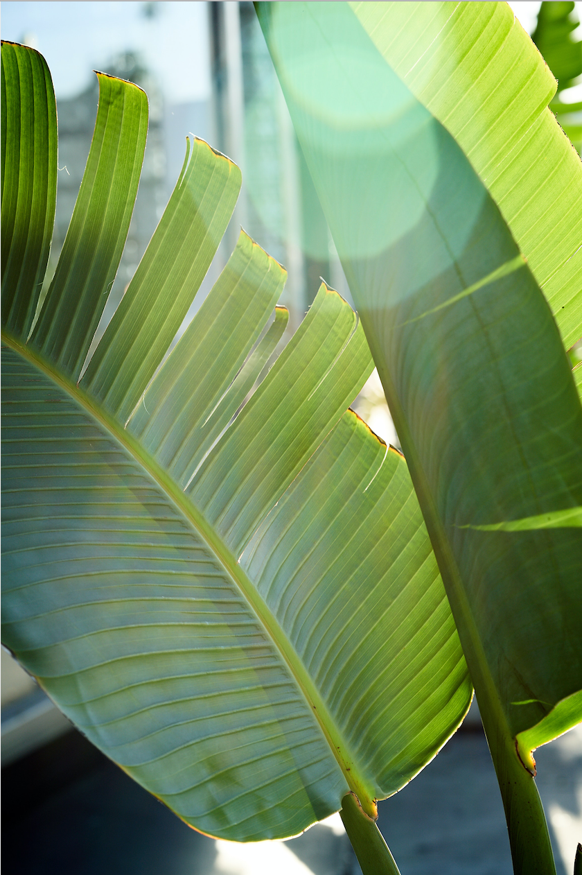 Plant Spotlight: Banana Plant
