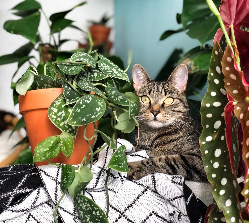 Four Plant Families that Play Nice with Pets