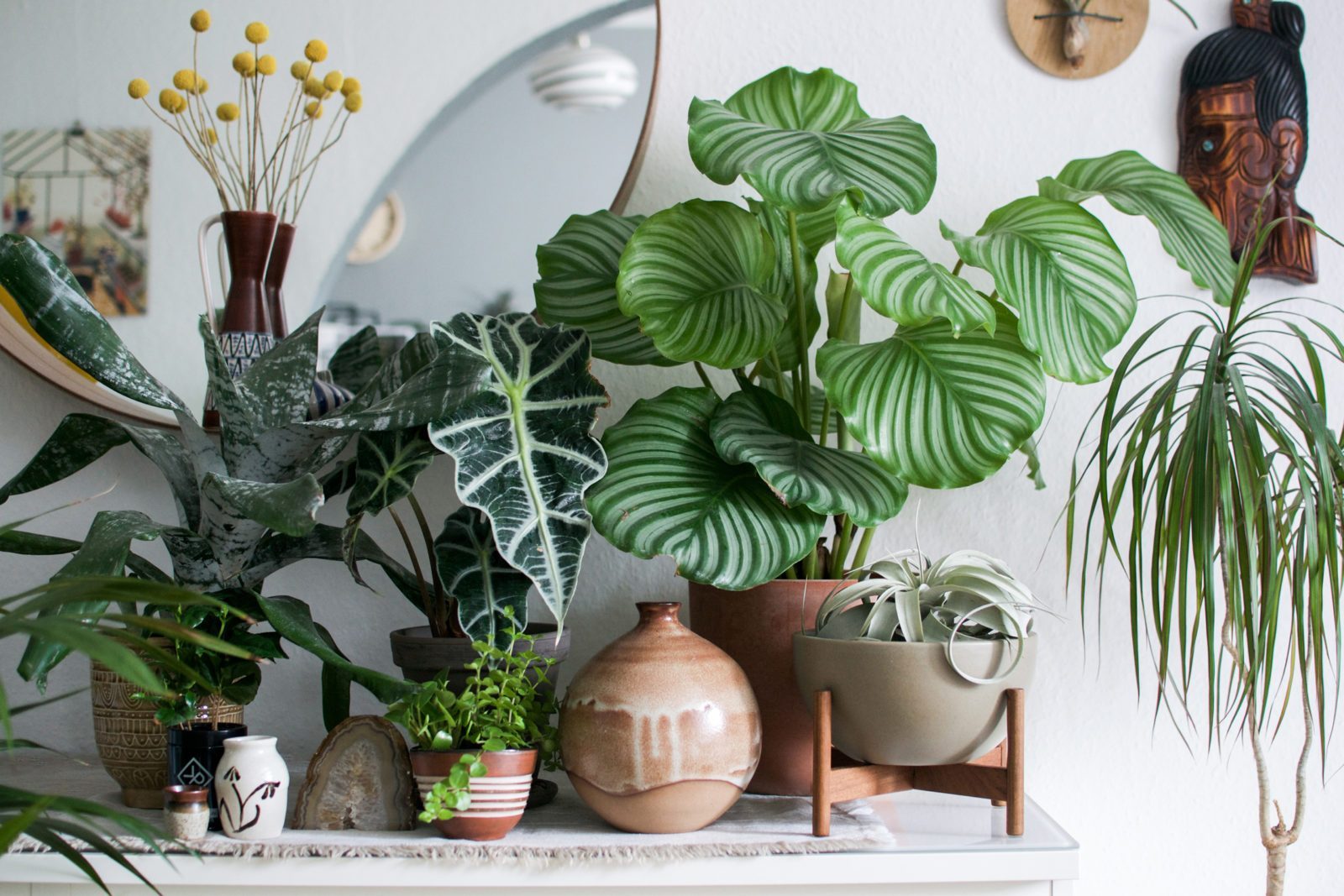 A plant for every room!