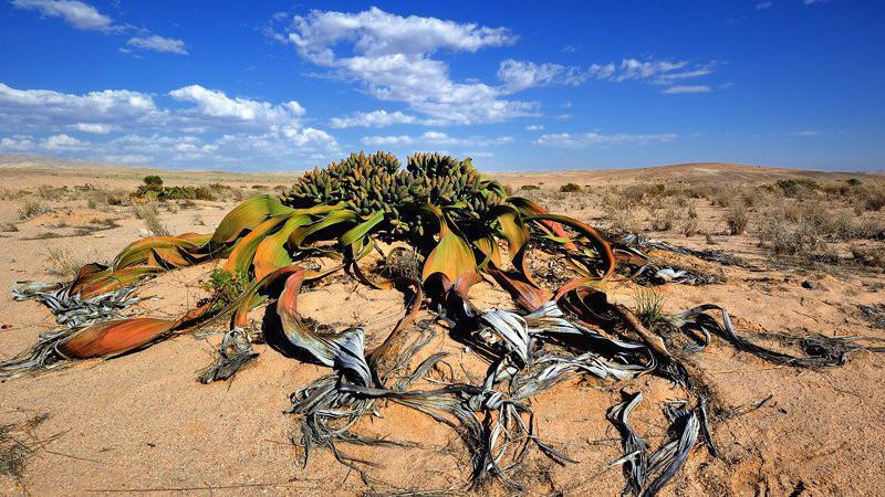 Some of the strangest plants nature has to offer
