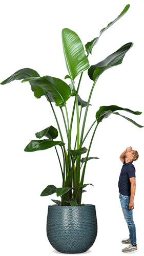 Large plants