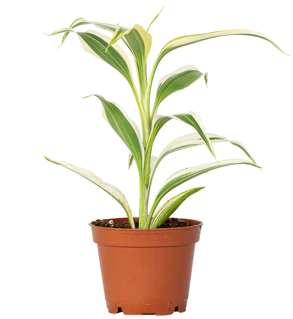 Dracaena Sanderiana | Ribbon Plant (XS)
