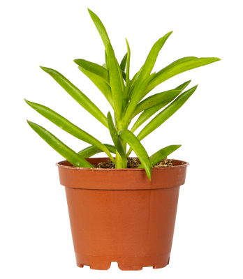 Peperomia Ferreyrae (XS) | Happy Bean