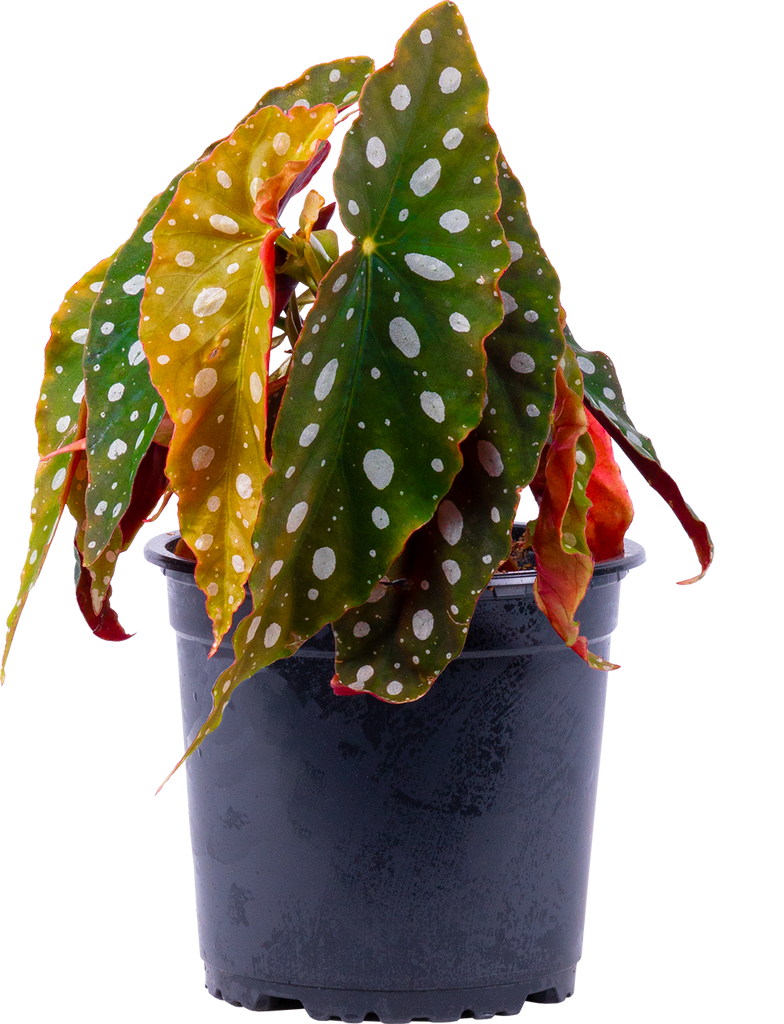 Begonia Maculata | Polka Dot (M)