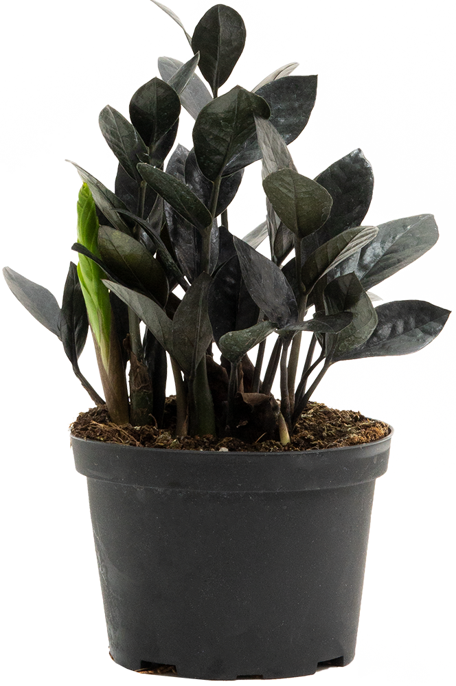 Zamioculcas Black Raven (M) | ZZ Plant