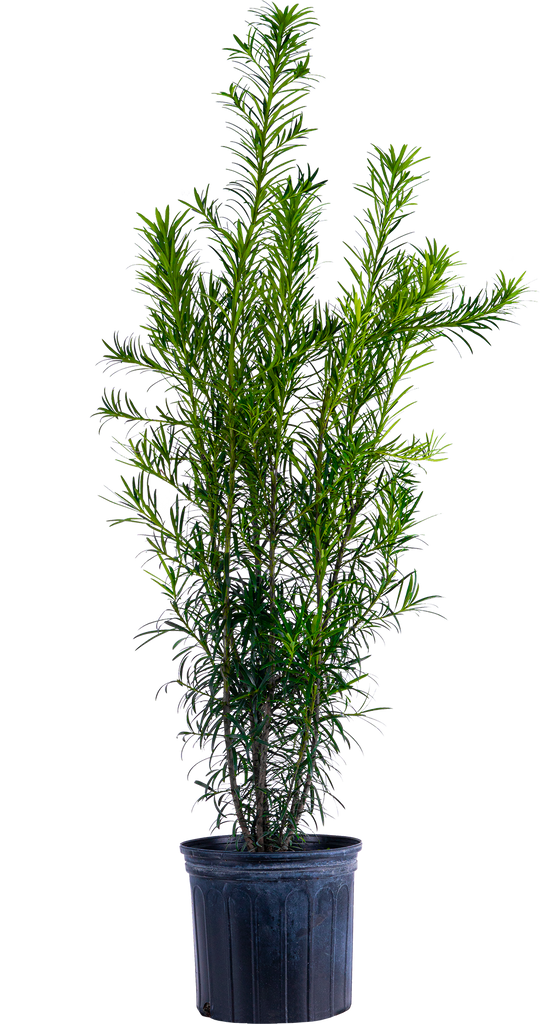 Podocarpus | Buddhist Pine (XL)