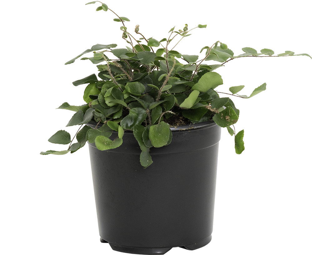 Pellaea Rotundifolia | Button Fern (S)