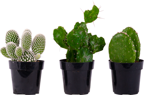Cactus Trio - Assorted (XS)