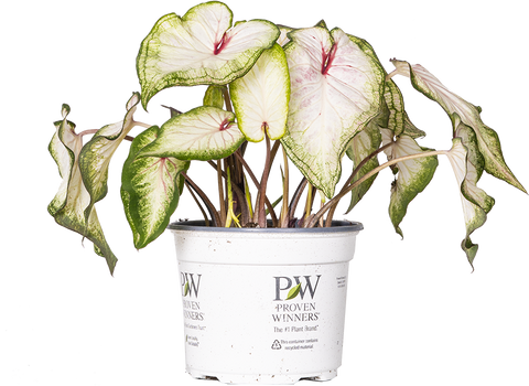 Caladium White Wonder (M)
