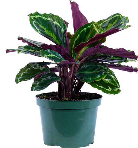 Calathea Medallion (L)