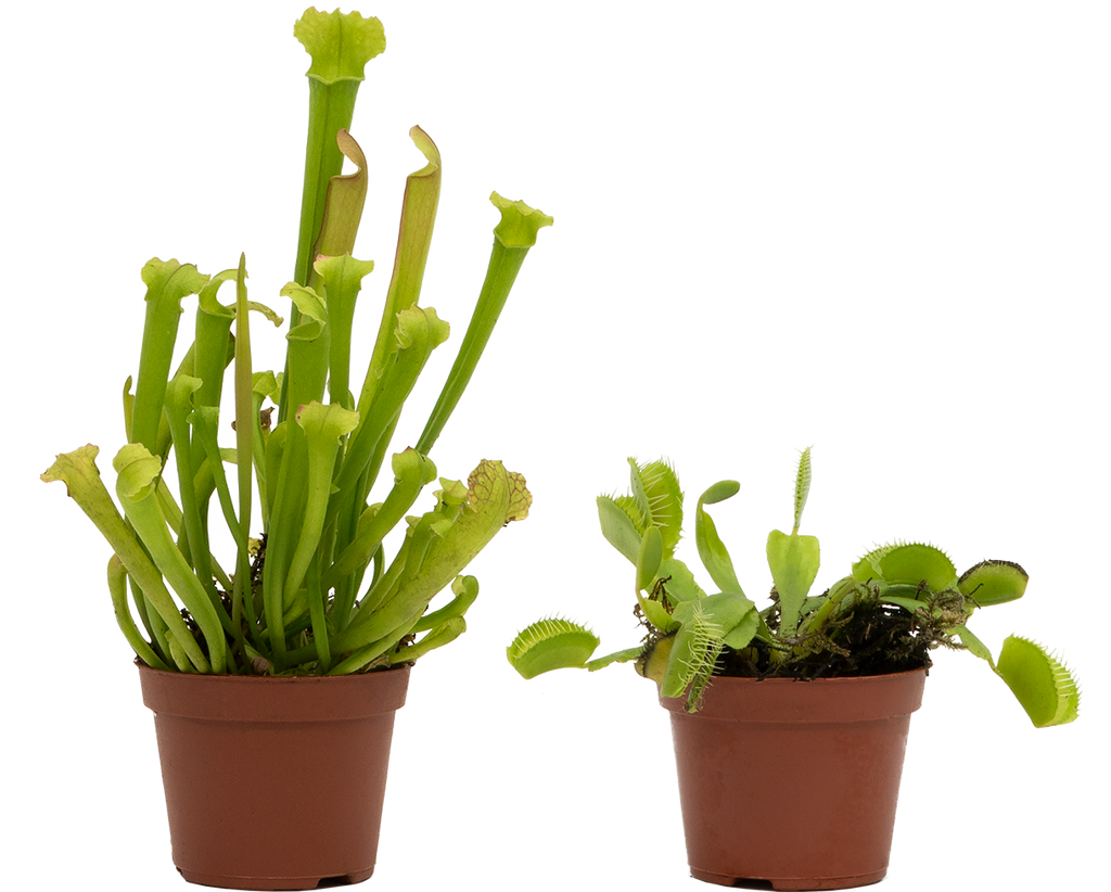 Carnivorous Plant Duo (XS)