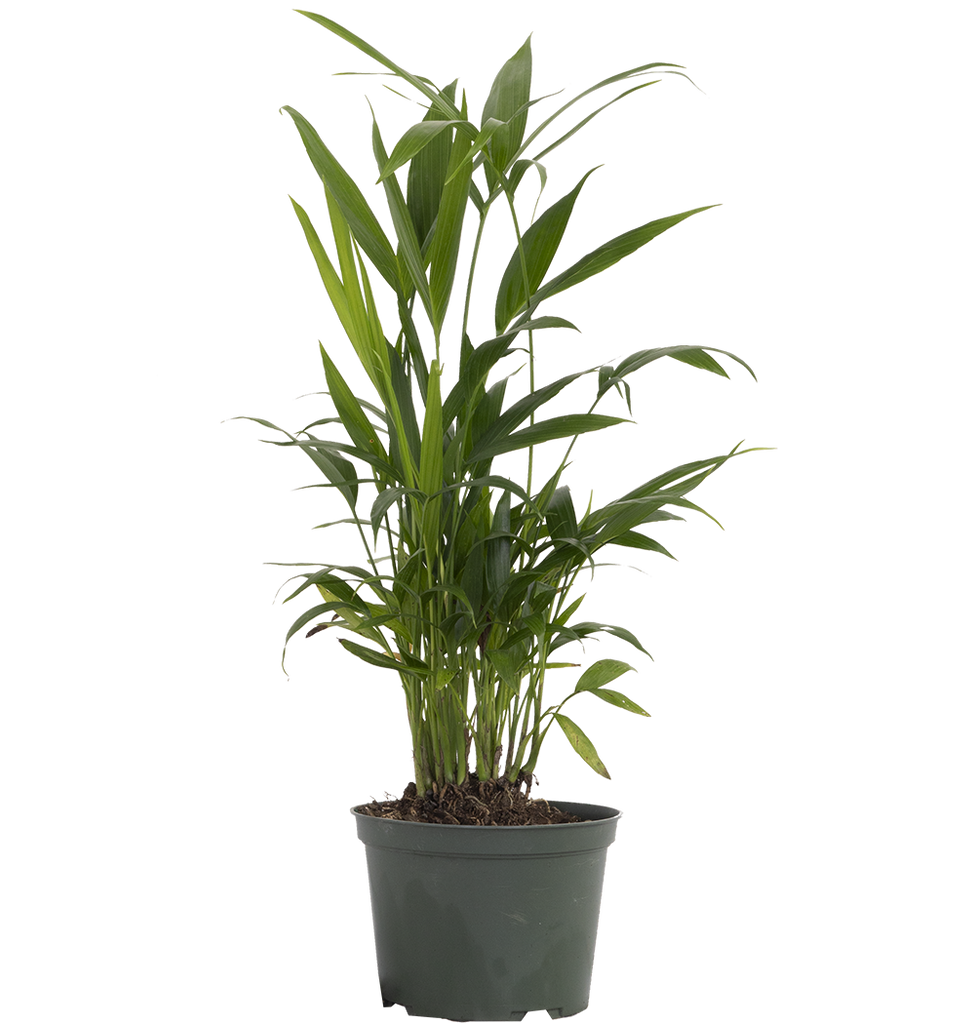 Cat Palm | Chamaedorea Cataractarum (M)