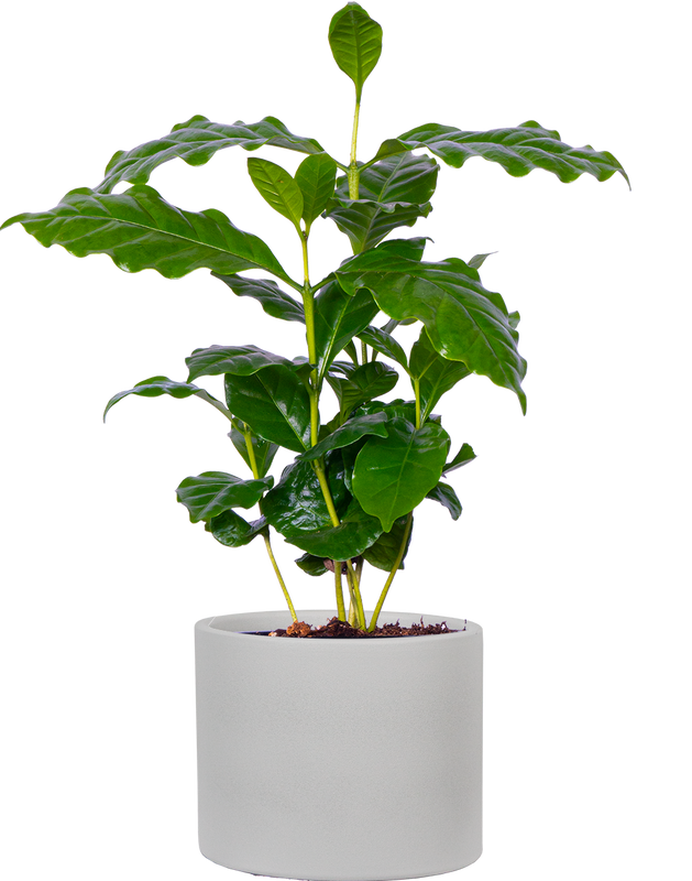 Coffea Arabica | Coffee Plant (S)