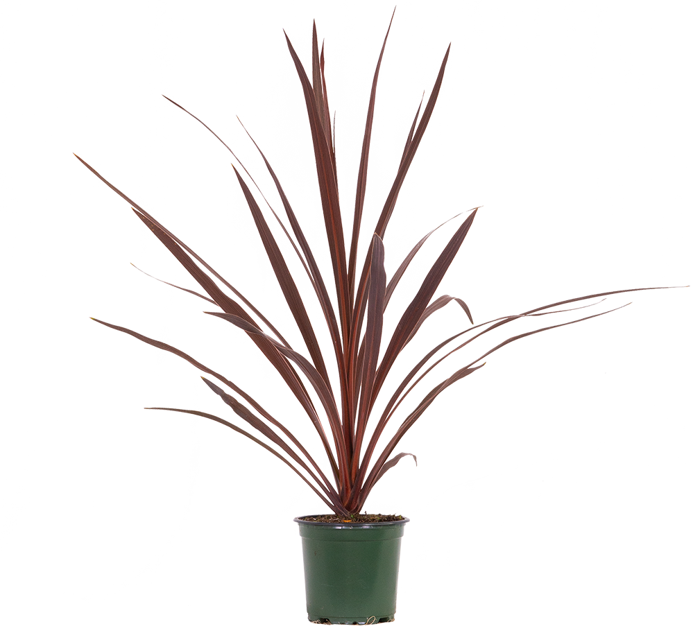 Cordyline Australis Red Star | Cabbage Palm (S)