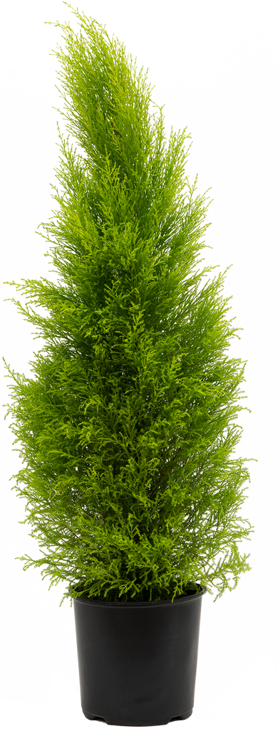 Lime Cypress (L)
