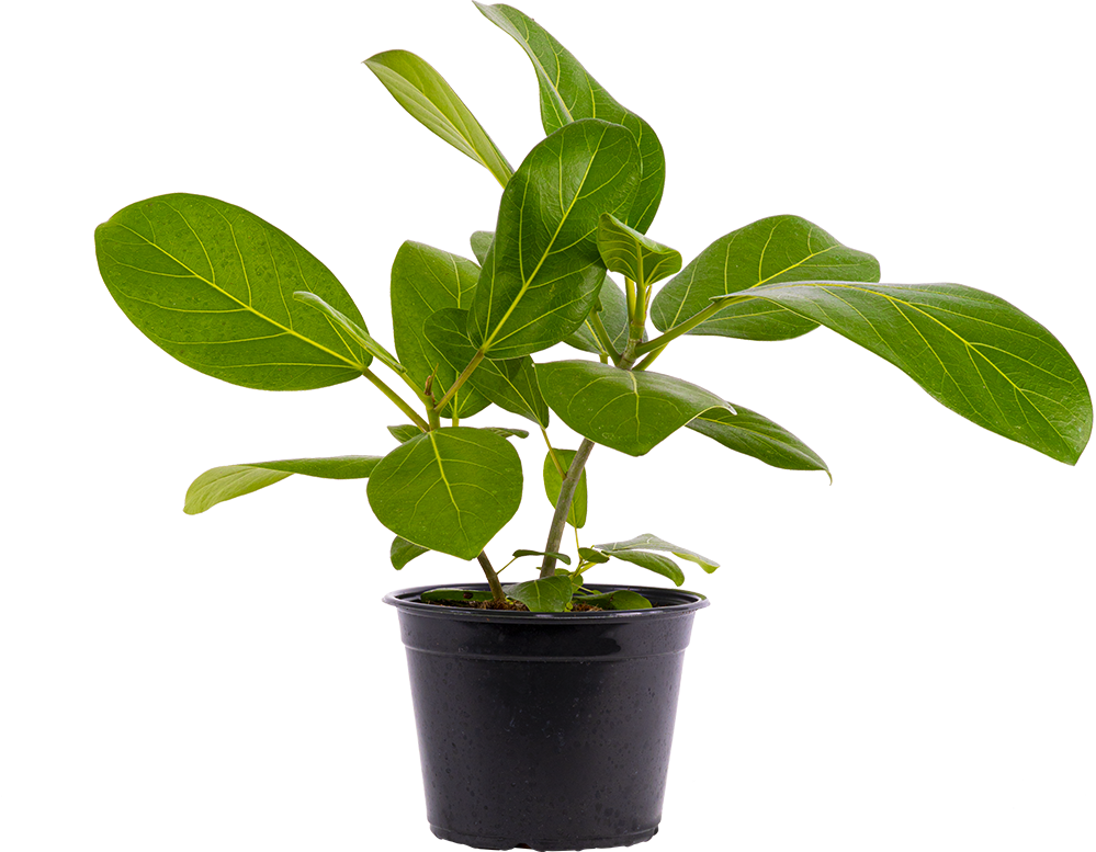 Ficus Benghalensis | Audrey (M-6in)