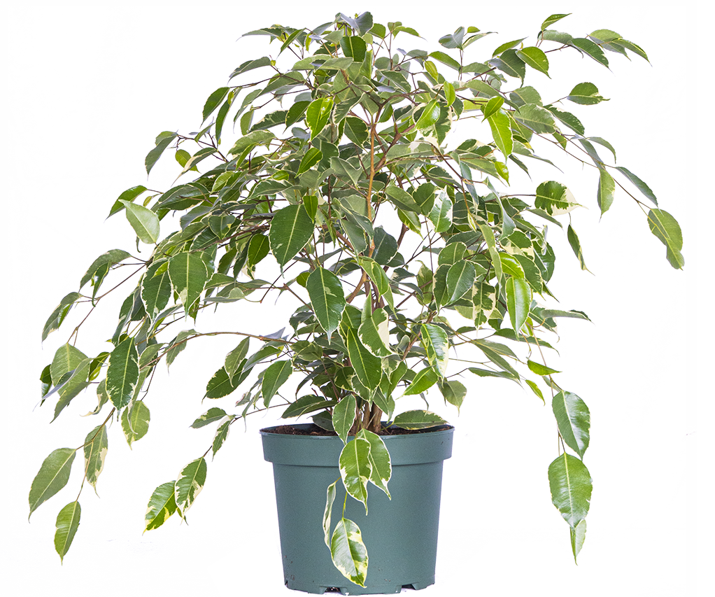 Variegated Ficus Benjamina | Weeping Fig (L)