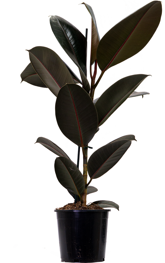 Ficus Elastica Burgundy | Rubber Tree (L-7in)