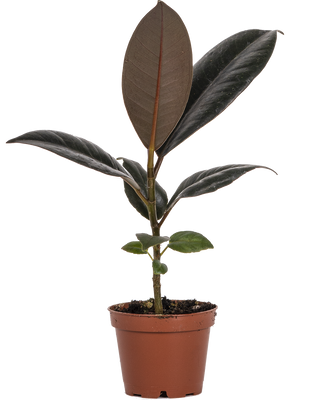 Ficus Burgundy | Rubber Tree (XS)