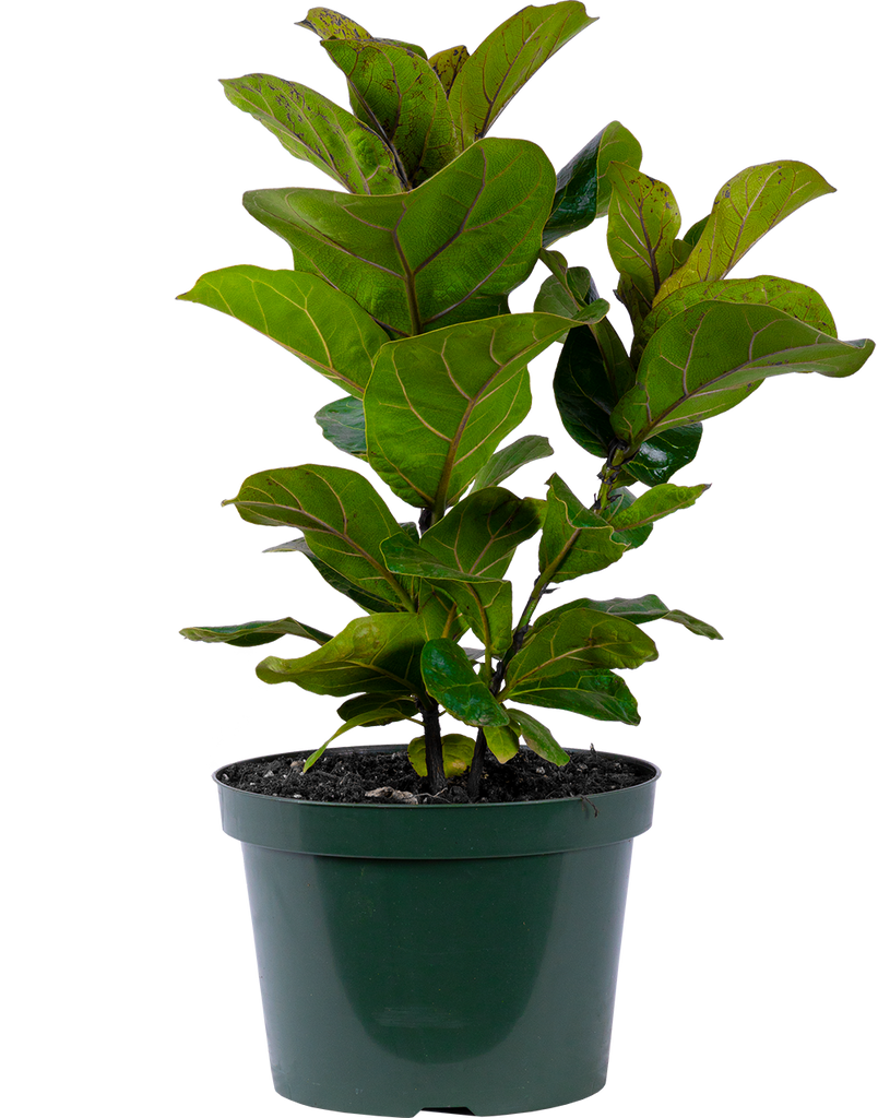 Ficus Lyrata (L)