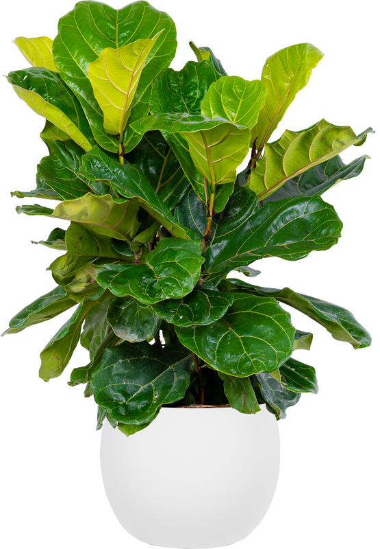 Ficus Lyrata Bush | Fiddle Leaf Fig (XL)