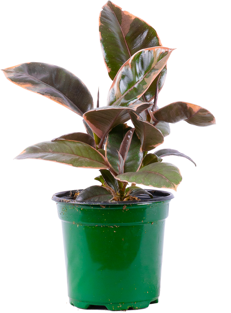 Ficus Ruby | Rubber Tree (S)