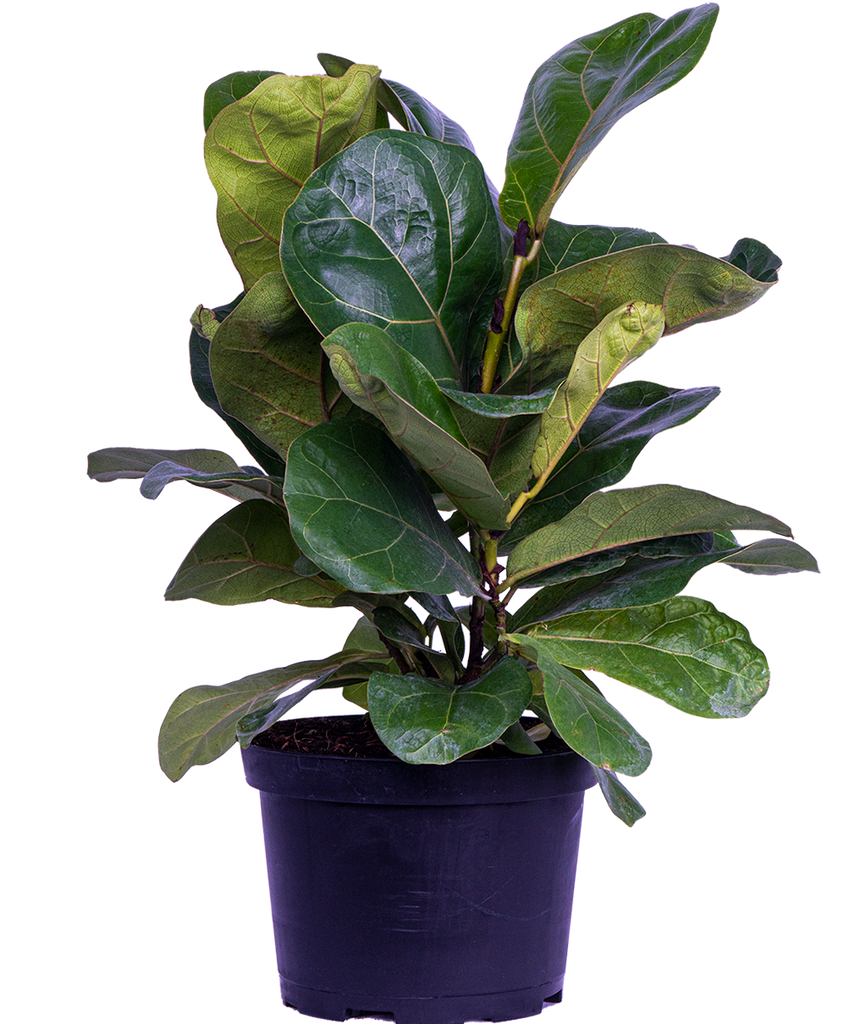 Ficus Lyrata | Fiddle Leaf Fig (M)