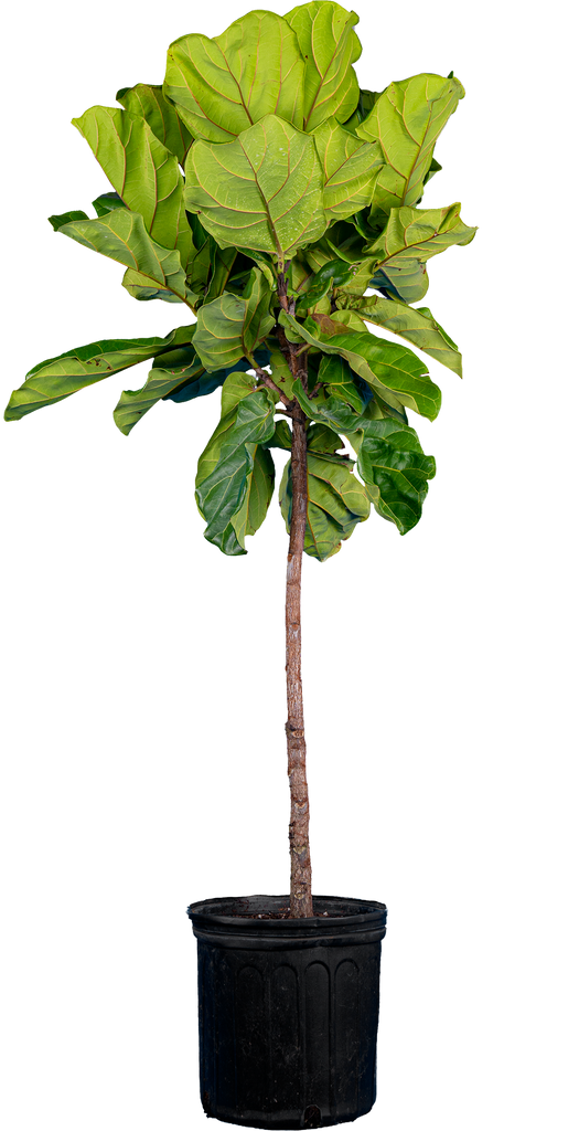Ficus Lyrata Trunk | Fiddle Leaf Fig (XL)