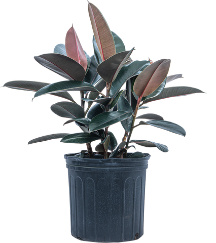 Ficus Robusta Burgundy | Rubber Tree (XL)