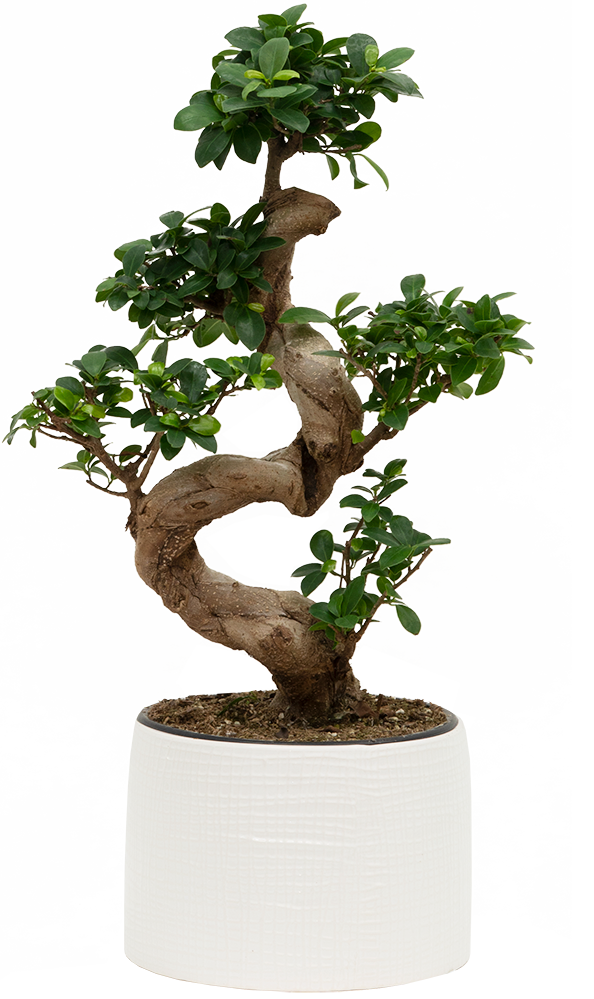 Grafted Ficus Ginseng Bonsai Tree | With Pot (L) (Pre-Order)