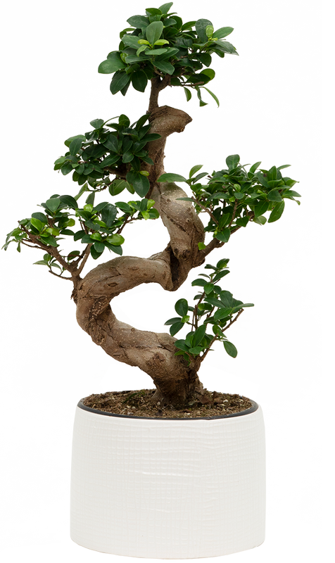 Grafted Ficus Ginseng Bonsai Tree | With Pot (L) (Pre-Order)