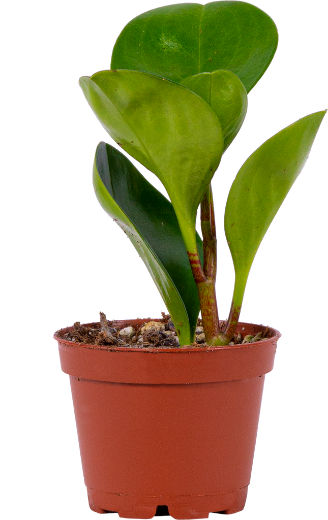 Peperomia Obtusifolia | Green (XS)