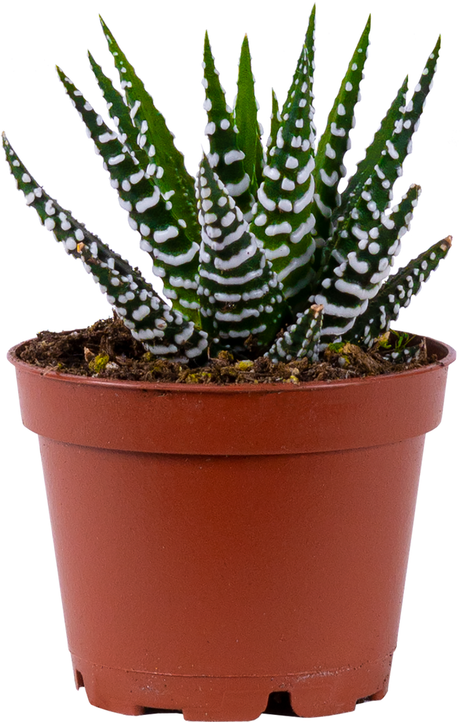 Haworthia | Zebra Cactus (XS)