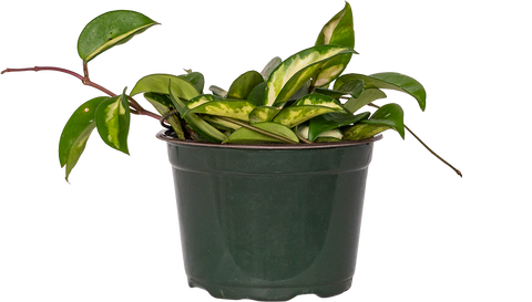 Hoya Carnosa Tricolor | Wax Plant (M)