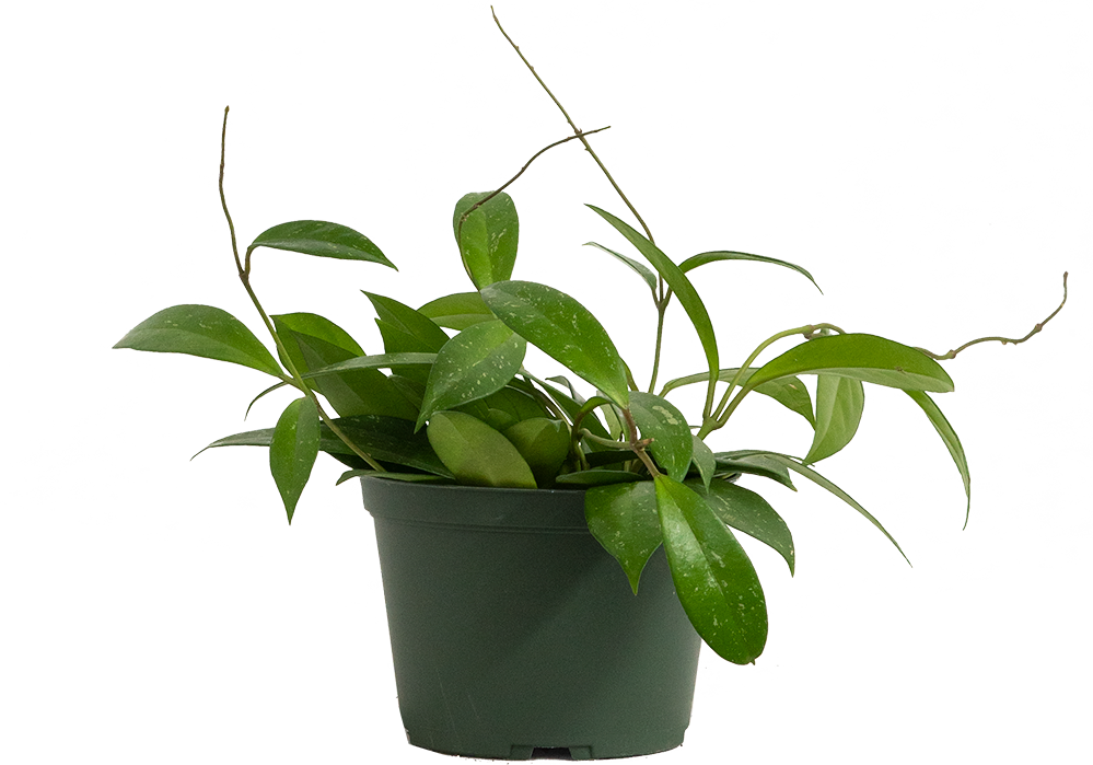 Hoya Pubicalyx | Wax Plant (M)