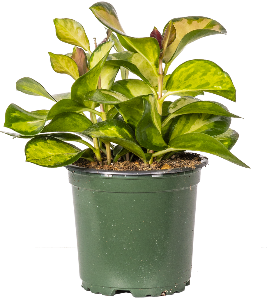 Hoya Australis Lisa | Wax Plant (S)